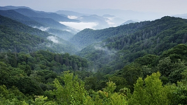 Mist rises over a mountain forest.