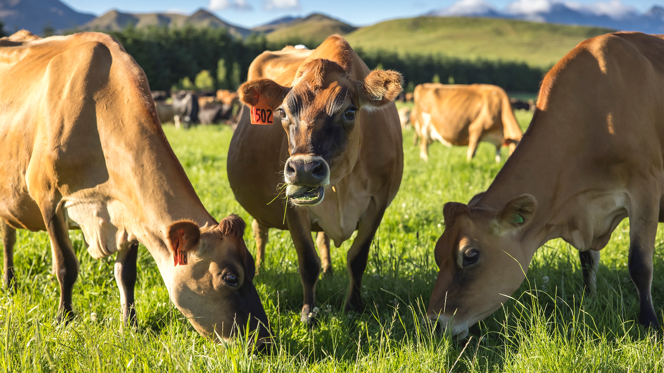 Three cows in field