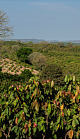 Cocoa Farm