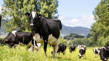 Cows in a field